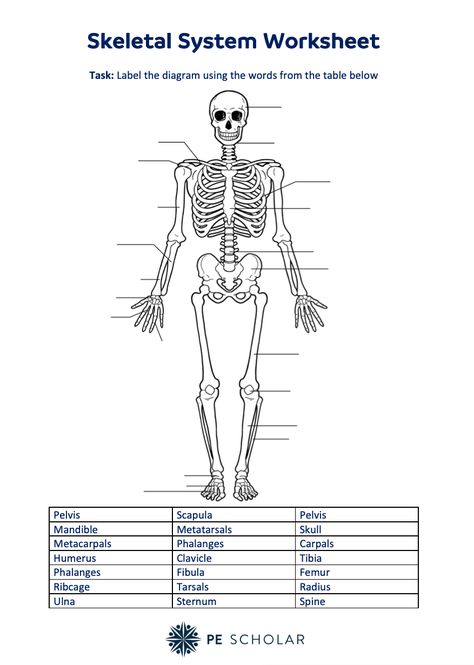 Skeletal System Worksheet This skeletal system worksheet is ideal for GCSE Physical Education as a lesson starter recall activity, worksheet they complete as they learn the bones of the skeleton or as a revision activity. https://www.pescholar.com/resource/skeletal-system-worksheet Anatomy Worksheets, Skeletal System Activities, Gcse Pe, Skeletal System Worksheet, Axial Skeleton, The Skeletal System, Thoracic Vertebrae, Eagle Project, Calming Pictures