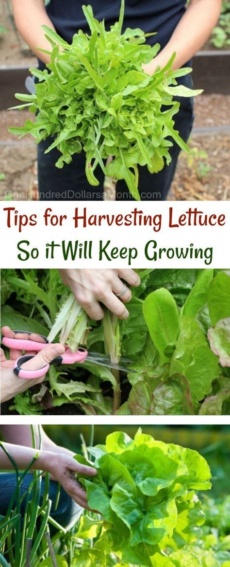 Harvesting Lettuce, Extending the gardening season, Garden Tips, Growing Lettuce, Garden Hacks Harvesting Lettuce, How To Harvest Lettuce, Gemüseanbau In Kübeln, Compost Container, Growing Lettuce, Garden Hacks, Gardening Hacks, Organic Vegetable Garden, Garden Veggies