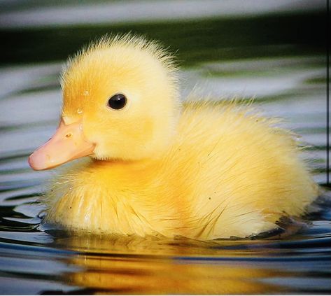 Duck Pics, Fluffy Duck, Duck Photography, Yellow Duckling, Duck Breeds, Duck Pictures, Duck Logo, Pet Ducks, Carnival Posters