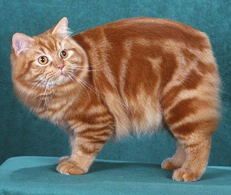 Cymric, Manx Cat, Orange Cats, Manx, White Cats, Domestic Cat, Happy Cat, Warrior Cats, Cats Meow