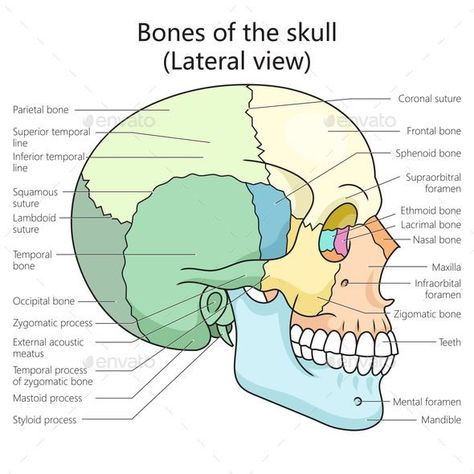 Human Skull Bone Structure Diagram Medical Science Human Skull Diagram, Skull Diagram, Sphenoid Bone, Educational Illustration, Bone Structure, Skull Bones, Human Skull, Medical Science, Skull And Bones