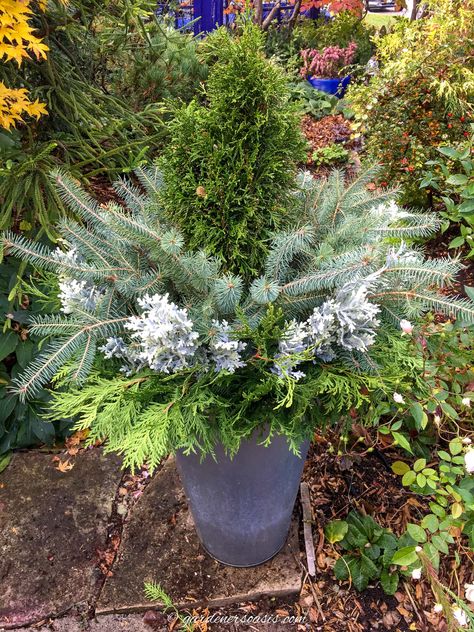 A pot with an Emerald cedar surrounded by evergreen branches an faux dusty miller picks Emerald Cedar, Planters For Christmas, Christmas Greenery Arrangements, Evergreen Container, Winter Window Boxes, Alberta Spruce, Winter Planter, Greenery Arrangements, Cedar Planters