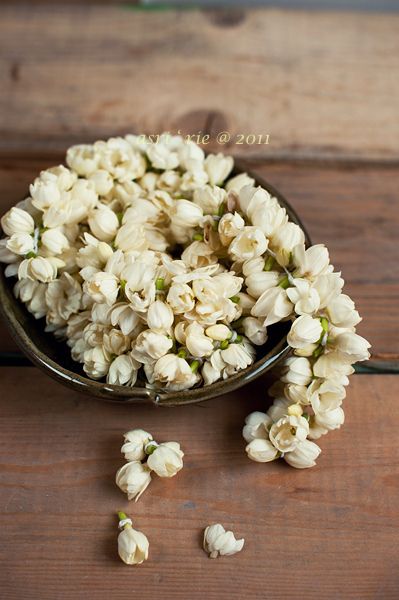 (Unquestionably, one of my favourite scents of all time: fresh jasmine blossoms.) Jasmine Flower Arrangement, Jasmine Braids, Jasmine Wedding, Jasmine Flowers, Indian Flowers, 30 Outfits, Miss U, Jasmine Flower, I Miss U