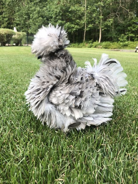 Splash frizzle satin silky Polish Frizzle Chicken, Frizzle Chickens, Chicken Shed, Chicken Hats, Family Compound, Backyard Chicken Coop Plans, Fancy Chickens, Silkie Chickens, Chicken Farming