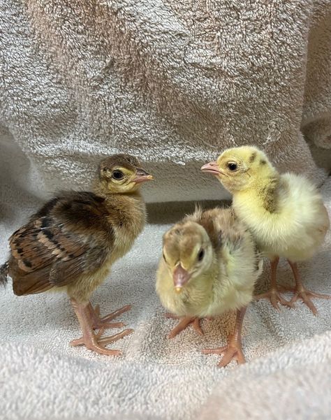 First attempt at incubating peahen eggs The chicks hatched quickly - pip, zip and they are hatched. These little one are just a day old Peacock Eggs, Day Old Chicks, The Chicks, Little One