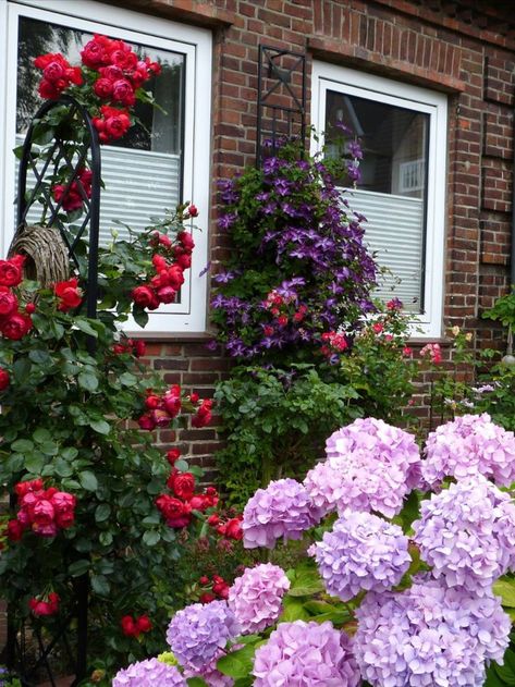 Behind the lush hydrangea bush, the red climbing rose 'Florentina' twines on our trellis 'Beekman'. On the wall, the "narrow trellis" made of metal helps the clematis 'Venosa Violacea' up high. All metal trellises are hot-dip galvanized and powder-coated and therefore weatherproof. We can optionally produce custom-made products and special colors. #walltrellis #trellismetal #weatherprooftrellis #cllimbingroses #clematis #hydrangeas Red Climbing Roses, Wall Trellis, Rose Arbor, Metal Trellis, Garden Obelisk, Hydrangea Bush, Plant Tray, Garden Arches, Gazebo Pergola