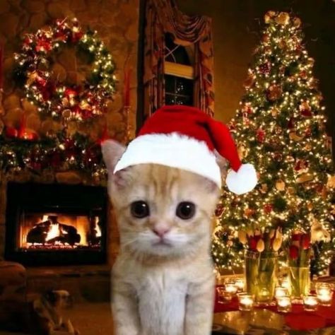 xyz.kento on TikTok Christmas, Christmas Cat Pfp, Cat Pfp, Short Videos, Created By