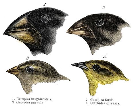 How Finches Helped Darwin Develop His Theory of Evolution Drawing Book Pdf, Darwin Evolution, Drawing Books For Kids, Beginner Drawing, Evolution Art, Human Body Drawing, Theory Of Evolution, Childrens Drawings, Animal Drawing