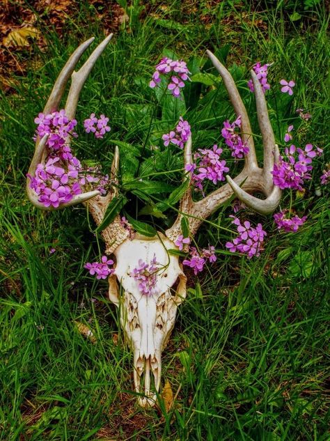 #aesthtic #skulls #aesthticskulls Animal Skull, Bones, Purple, Flowers