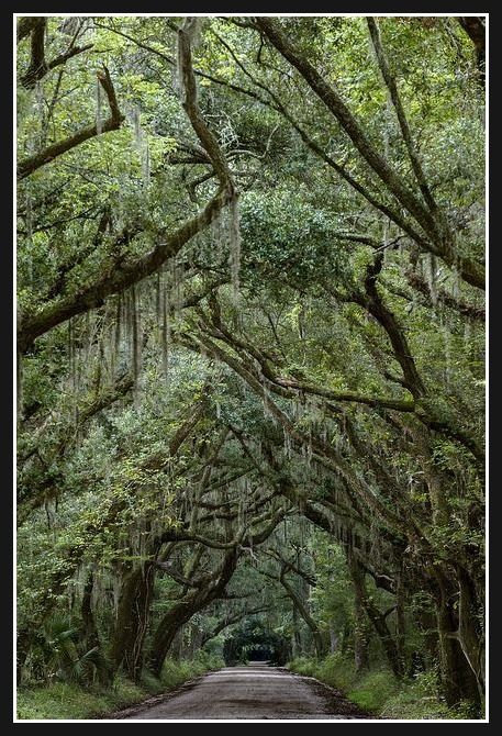 Trees covered with spanish moss line the streets, creating a dark, shadowy tunnel for those traveling by car in an area near Charleston, South Carolina.  (Such roads lead to Kiawah Island, Seabrook Island, on the Atlantic Coast) Edisto Island South Carolina, Tree Tunnel, Edisto Island, Beautiful Tree, Pretty Places, Wisteria, Vacation Spots, Travel Dreams, Beautiful World