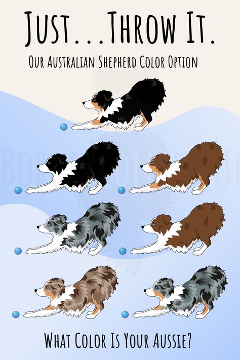 What color is your Aussie?  Blue Merle, Black Tri, Red Merle..... Come and check our Aussie items! Aussie Shepherd Blue Merle, Aussie Colors, Australian Shepherd Colors, Aussie Shepherd, Mini Aussie, Australian Shepherds, Blue Merle, Australian Shepherd, Training Tips