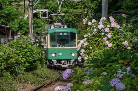 The Hydrangea Train Odawara, Japan Japan Coast, Japan Countryside, Train Drawing, Japan Train, Japanese Nature, Go To Japan, Old Train, Japanese Flowers, Japanese Aesthetic