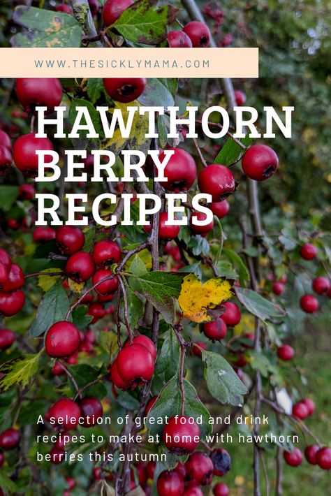 Hawthorn Berry Ketchup, Hawthorn Berry Tincture, How To Dry Hawthorn Berries, Hawthorn Berry Tea, Teaberry Recipes, Hawthorne Berry Recipes, Hawthorn Berry Recipes, Hawthorn Berry Benefits, Hawthorn Recipes