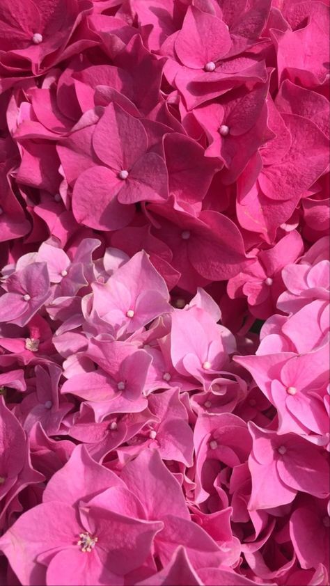 Image of loads of pink flowers 🌸 Pink Flowers Background, Pink Flowers Wallpaper, Pink Inspiration, Pink Vibes, Iphone Wallpaper Girly, Pink Themes, Pink Wallpaper Iphone, Flowers Pink, Flower Phone Wallpaper