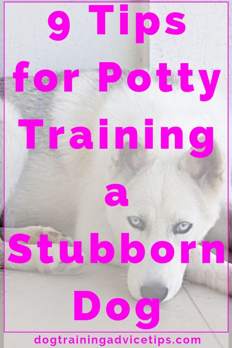 Puppy Obedience Training, Positive Dog Training, Easiest Dogs To Train, Basic Dog Training, Cairn Terriers, Potty Train, Dog Potty Training, Dog Potty, Potty Training Tips