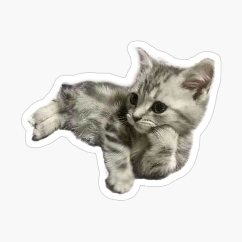 Sticker Icons Png, Cat Stickers Aesthetic, Art Stickers Aesthetic, Cute Png Stickers, Gatos Stickers, Cat Stickers Printable, Cute Animals Stickers, Funny Cat Stickers, Cozy Stickers