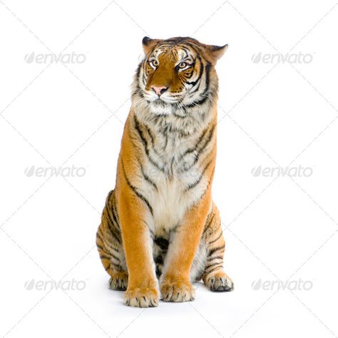 Tiger sitting by Lifeonwhite. Tiger sitting in front of a white background. All my pictures are taken in a photo studio#Lifeonwhite, #front, #Tiger, #sitting Tiger Sitting, Tiger Drawing, Tiger Wallpaper, Infographic Design Layout, Cat With Blue Eyes, Animal Study, Siberian Tiger, Tiger Face, Cute Cartoon Animals