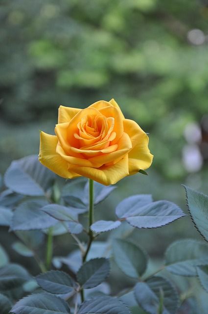 Free Image on Pixabay - Yellow Roses, Summer, Flower Wall Portraits, Rose Belle, Photography Images, Hybrid Tea Roses, Climbing Roses, Beautiful Rose Flowers, English Roses, Cactus Flower, Tea Roses