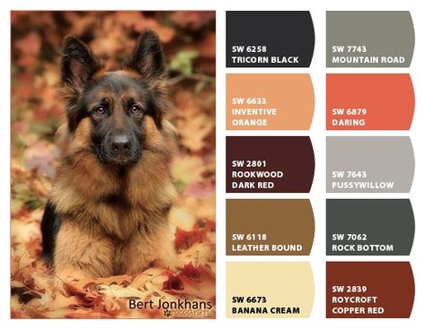 German Shepherd - Color Palette Inspiration Chip It! by Sherwin-Williams – Home German Shepherd Colors, Color Palette Inspiration, Door Colors, Palette Design, Color Pallete, Palette Inspiration, Paint Color Palettes, Exterior Paint Colors For House, Copper Red