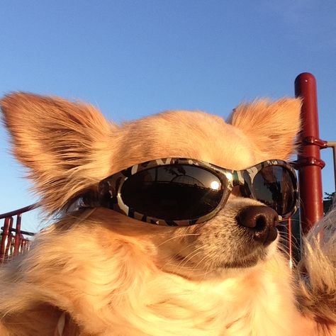 Cool Dogs With Sunglasses, Ugly Dogs, Funny Animal Photos, Chihuahua Love, Wearing Sunglasses, Cute Animals Images, Dog Cute, Baby Animals Funny, Cute Funny Dogs