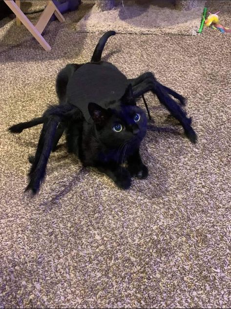 Cat Costume Ideas, Diy Halloween Cat, Black Cat Outfit, Cute Cat Pics, Halloween Cat Costume, Pet Outfits, Cat Outfits, Black Cat Costumes, Party Cat