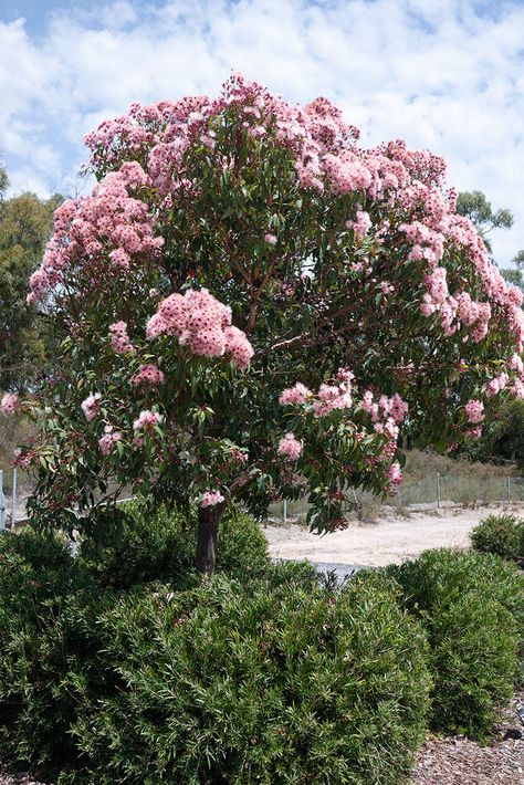 Softly softly: Eucalyptus ficifolia ‘Fairy Floss’ Grafted Arid Garden, Australian Garden Design, Flowering Gum, Trees For Front Yard, Front Yard Plants, Australian Trees, Screen Plants, Native Gardens, Backyard Trees