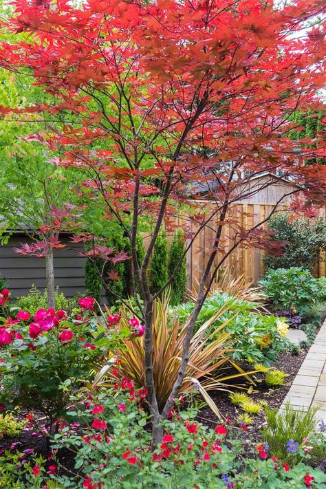 Acer palmatum 'Okagami' is a compact Japanese maple that is well-suited to a small garden, courtyard, or it it can even be grown, at least for a while, in a large container.  #Japanesemaple #smalltree #redfoliage #courtyardgarden Small Garden Courtyard, Maple Tree Landscape, Creek Landscape, Small Japanese Garden, Japanese Garden Landscape, Garden Courtyard, Japanese Garden Design, Japanese Maple Tree, Landscape Construction