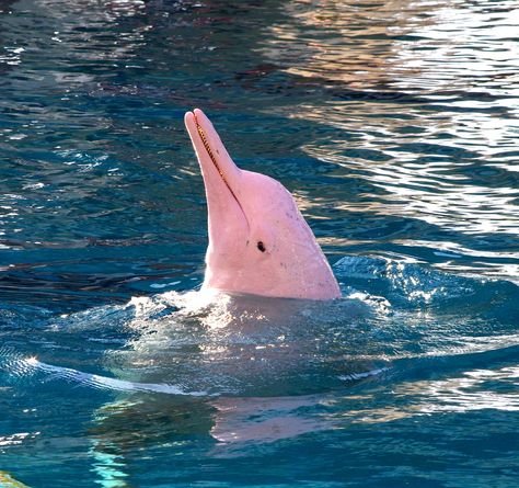 pink dolphin - Google Search Albino Dolphin, Pink River Dolphin, Pink River, River Dolphin, Pink Dolphin, Amazon River, Mermaid Tale, Underwater Creatures, Aquatic Animals