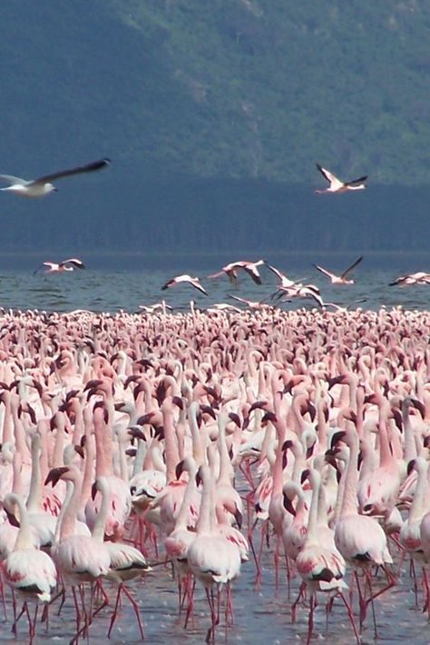 Lake Nakuru National Park, Kenya Lake Nakuru, Solo Trips, All Pink, Travel Companies, Group Travel, Travel Itinerary, Solo Travel, Travel Experience, Natural Wonders