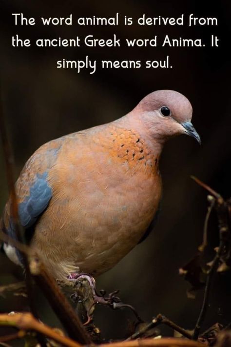 Spirit Animal Quotes, Soul Vibes, Ancient Greek Words, Animal Spirit Guides, Animal Symbolism, Magical Life, Animal Facts, Deep Connection, Healing Meditation