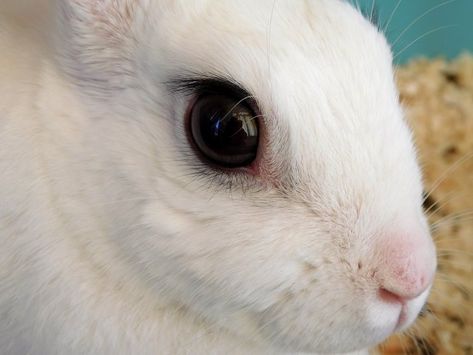 Rabbit Eye Infections And Care Rabbit Eyes, D Pictures, Eye Medicine, Rabbit Pictures, Eye Problems, Sense Of Sight, Eye Infections, Eye Exercises, Eye Sight Improvement