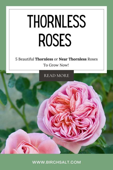 Create a beautiful rose garden with thornless roses! Click to read more about five beautiful roses to check out and add to your garden today! 🌹#gardening #roses #flowers #cottagegarden #newengland