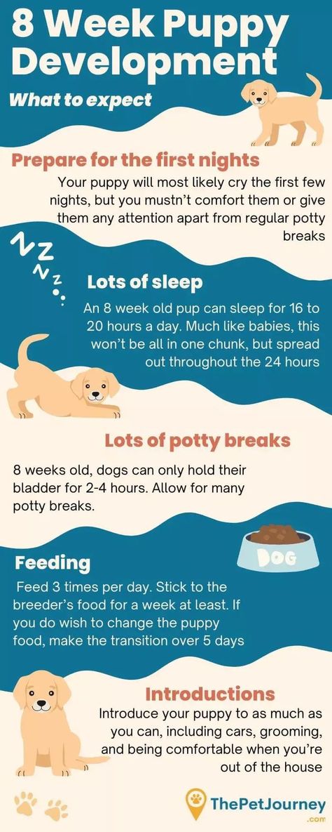 The day’s finally come and you’ve just brought your new puppy home. Hopefully, you’ve got everything you need for your new dog. But there’s still time to Puppy Schedule 8 Week Old, Puppy Feeding Schedule, 8 Week Old Puppy, New Puppy Training, Puppy Training Guide, Whelping Puppies, Puppy Schedule, Puppy Development, Cute Doggos