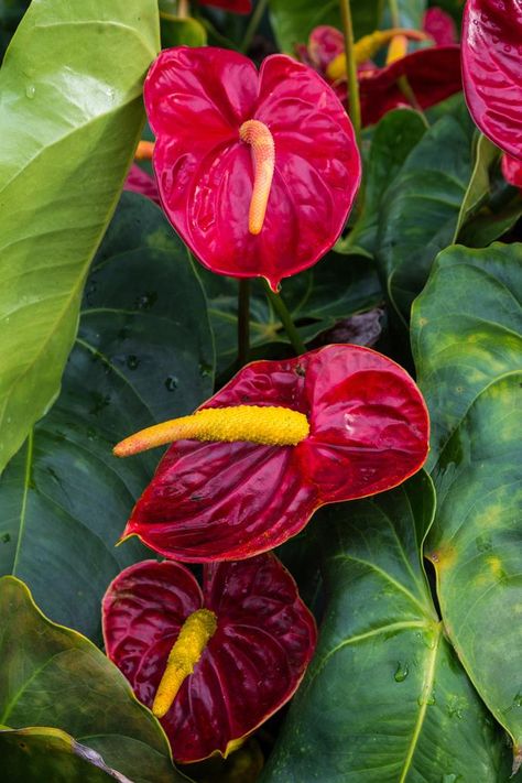 Rainforest Flowers, Japanese Flower Arrangement, Australian Gardens, Rainforest Plants, Anthurium Flower, Jungle Flowers, Tropical Garden Design, Tropical Flower Plants, Japanese Flower