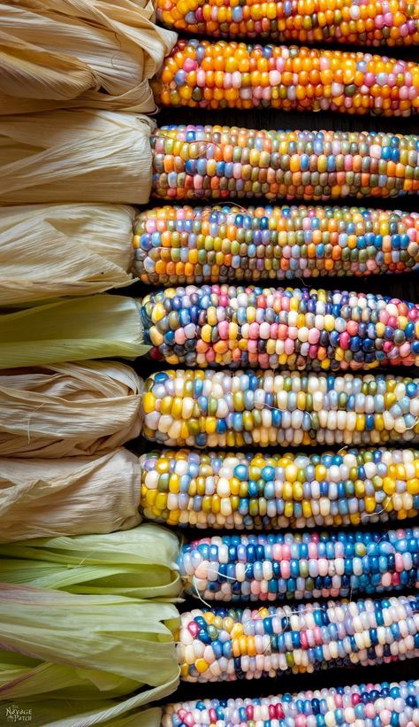 How to Grow Glass Gem Corn | How to grow rainbow corn | Indian corn | Ornamental corn | glass gem corn crafts | rainbow corn decoration | #TheNavagePatch | #Homesteading #DIY #HowTo #Indiancorn #Falldecor | TheNavagePatch.com Gem Corn, Rainbow Corn, Glass Gem Corn, Deco Fruit, Corn Seed, Indian Corn, Corn On The Cob, Glass Gems, Exotic Fruit