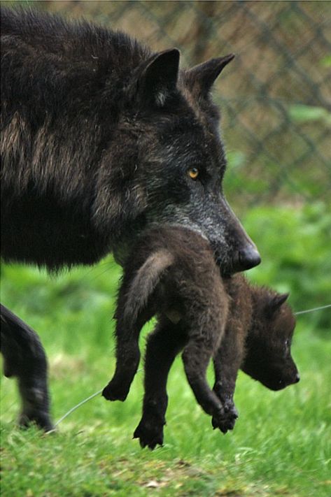 Black And White Wolf, Baby Wolves, Twilight Wolf, Big Wolf, Wolf Stuff, Baby Wolf, Wolf Pup, Red Wolf, Funny Animal Photos