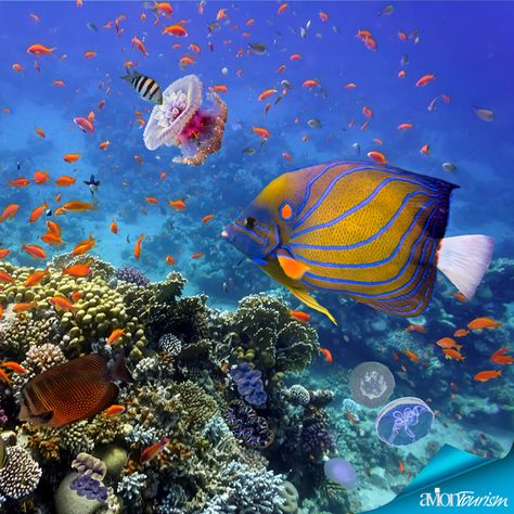 Marsa Alam Egypt, Marsa Alam, Beautiful Sea Creatures, Egypt Travel, Beach Paradise, Red Sea, Sky Aesthetic, Nature Animals, For Lovers