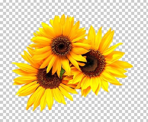 Sunflower Png Transparent, Sunflower Png Free, Common Sunflower, White Flower Png, Flower Black And White, Yellow Png, Sunflower Illustration, Sunflower Vase, Wedding Yellow