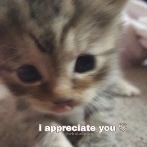 i appreciate you wholesome memes cat memes reaction memes I Appreciate You Reaction Pic, Simp Reaction Memes, Cute Reaction Pics, Cats Holding Hands, Type Of Girlfriend, Cats Food, Wholesome Pictures, Cat Hug, Ninja Cats