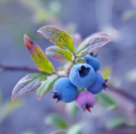 Blueberries Thing To Draw, Fruit Picture, Watercolor Fruit, Fruit Photography, Minimalist Tattoos, Fruit Painting, Airbrush Art, Arte Inspo, Still Life Art