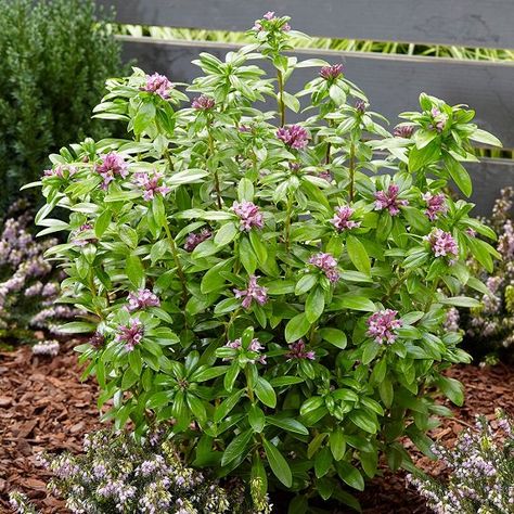 11 Plants that Stay Green in Winters | Winter Garden Plants | Daphne Odora, Daphne Shrub, Daphne Plant, Winter Shrubs, Emerald Green Arborvitae, Colorado Blue Spruce, Lenten Rose, Backyard Plants, Spring Flowering Bulbs