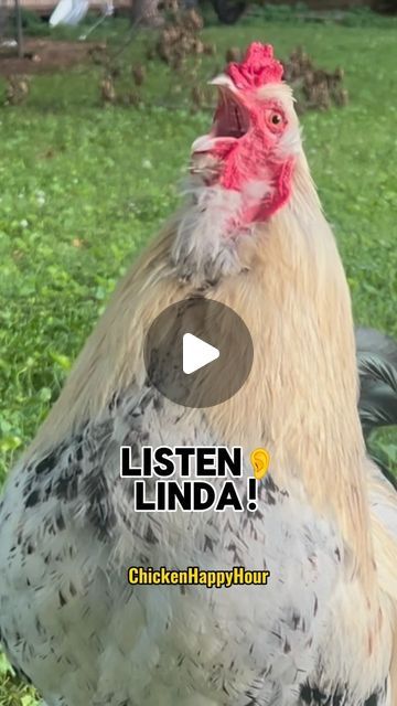 Chicken Happy Hour on Instagram: "Listen Linda! Frankie needs your attention 📣🐔

😉 who remembers the classic #listenlinda ?

Audio: @borariechorar 🫶

#listenlindalisten #linda #lindas #lin #rooster #chickens #funnymemes #lol #chickensofinstagram #backyardchickens #funnyanimals #chickenhappyhour" Funny Animals, Funny Memes, Listen Linda, Chickens Backyard, May 13, Need You, Happy Hour, Rooster, Audio