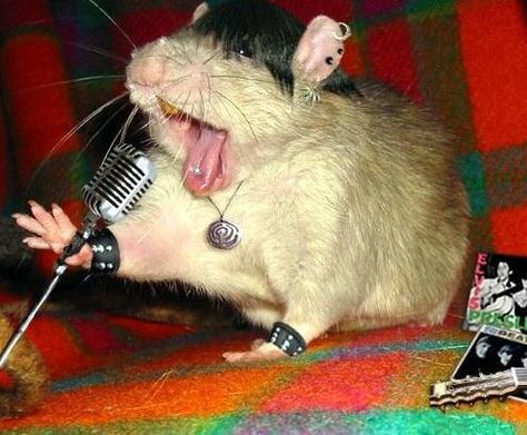 a rock star Rattus Rattus, Funny Rats, Mouse Photos, Funny Hamsters, Funny Mouse, A Rat, Cute Rats, Extinct Animals, Pet Rats