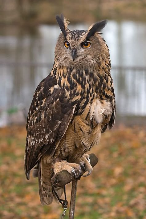 (565) Pinterest Eurasian Eagle Owl, Owl Species, Owl Photography, Eagle Owl, Owl Tattoo Design, Owl Photos, Owls Drawing, Owl Pictures, Beautiful Owl