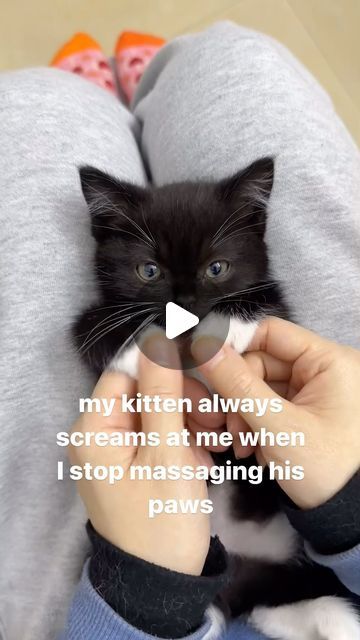 cat memes on Instagram: "“I paid for a full massage, not a paw massage!”" Cat Massage, Cutie Cat, Cat Memes, Cats And Kittens, Massage, Kittens, Kitty, Memes, Animals