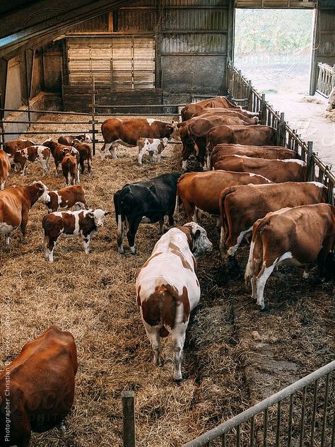 Cattle Housing, Cattle Barn, Cow Shed, Cow House, Cattle Feed, Big Farm, Livestock Farming, Farm Lifestyle