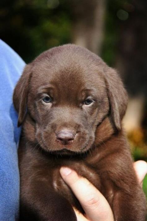 Ces bébés labradors sont à croquer Chocolate Lab Puppies, Lab Puppy, Labrador Retriever Puppies, Rottweiler Puppies, Lab Puppies, Labrador Puppy, Chocolate Lab, Labrador Retriever Dog, Baby Animals Funny