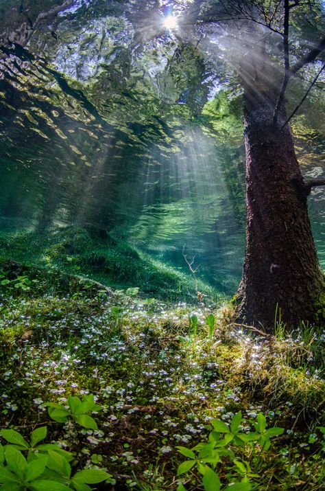 2020 Underwater Photo Contest | Scuba Diving Under The Water, Sea Of Japan, Photography Contest, Underwater Photos, Photo Competition, Whale Shark, Crystal Clear Water, Underwater Photography, Underwater World