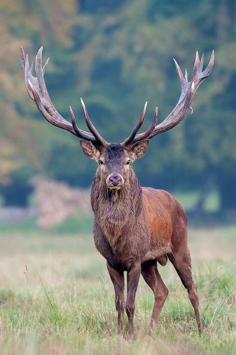 Deer Photography, Male Deer, Big Deer, Wild Animals Photography, Deer Photos, Deer Pictures, Red Deer, Majestic Animals, Animal Photos