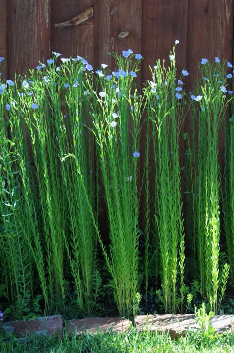 Linen- The fiber surrounding the seed of the flax plant which is made into linen.  Used in blouses, dresses, skirts, and suits. Bible Garden, Flax Fiber, Flax Plant, Spinning Yarn, Plant Fibres, Growing Herbs, Kitchen Garden, Dream Garden, Permaculture